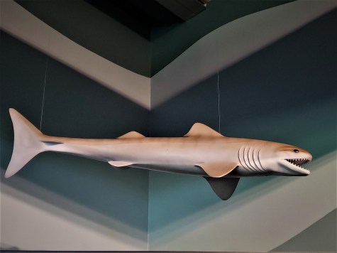 Prehistoric shark